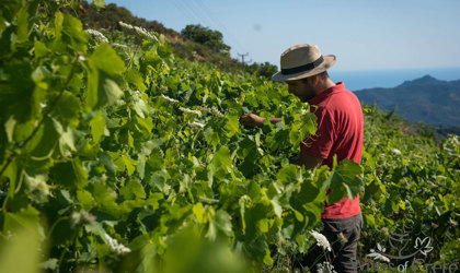 Crete Wine Paths